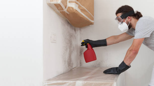 Attic Mold Remediation treatment on roof deck in Paris