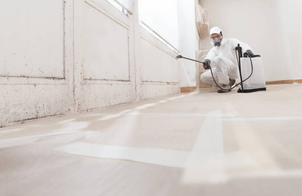 Black mold remediation team in Paris